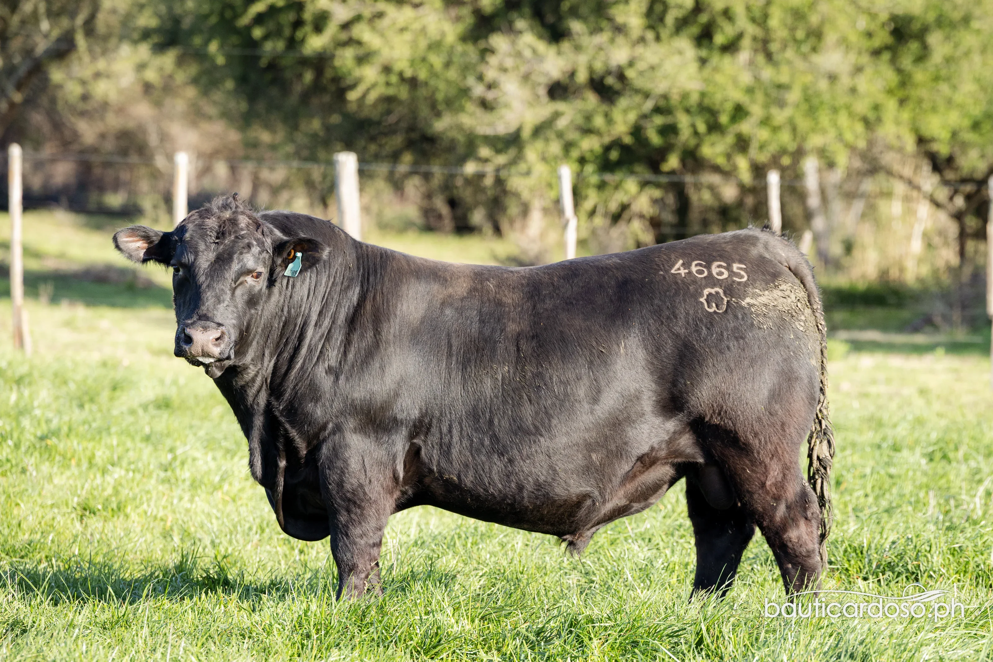 29 07 2026 TOROS PI PC 76