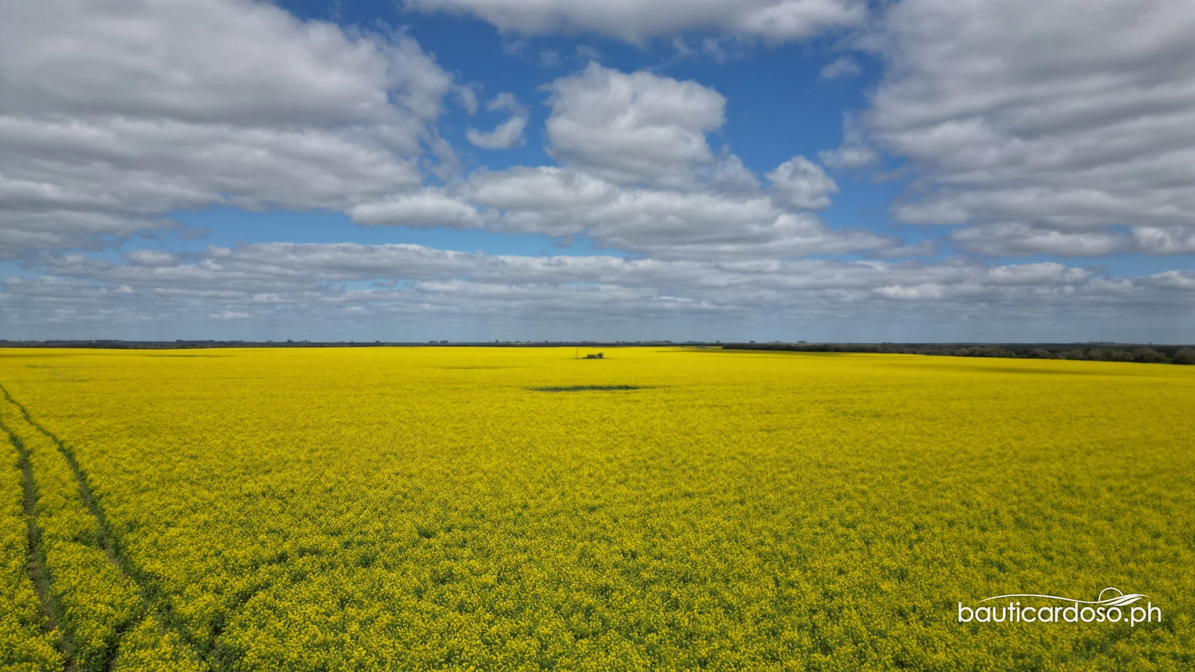 Vista aérea de un cultivo amarillo bajo un cielo con nubes