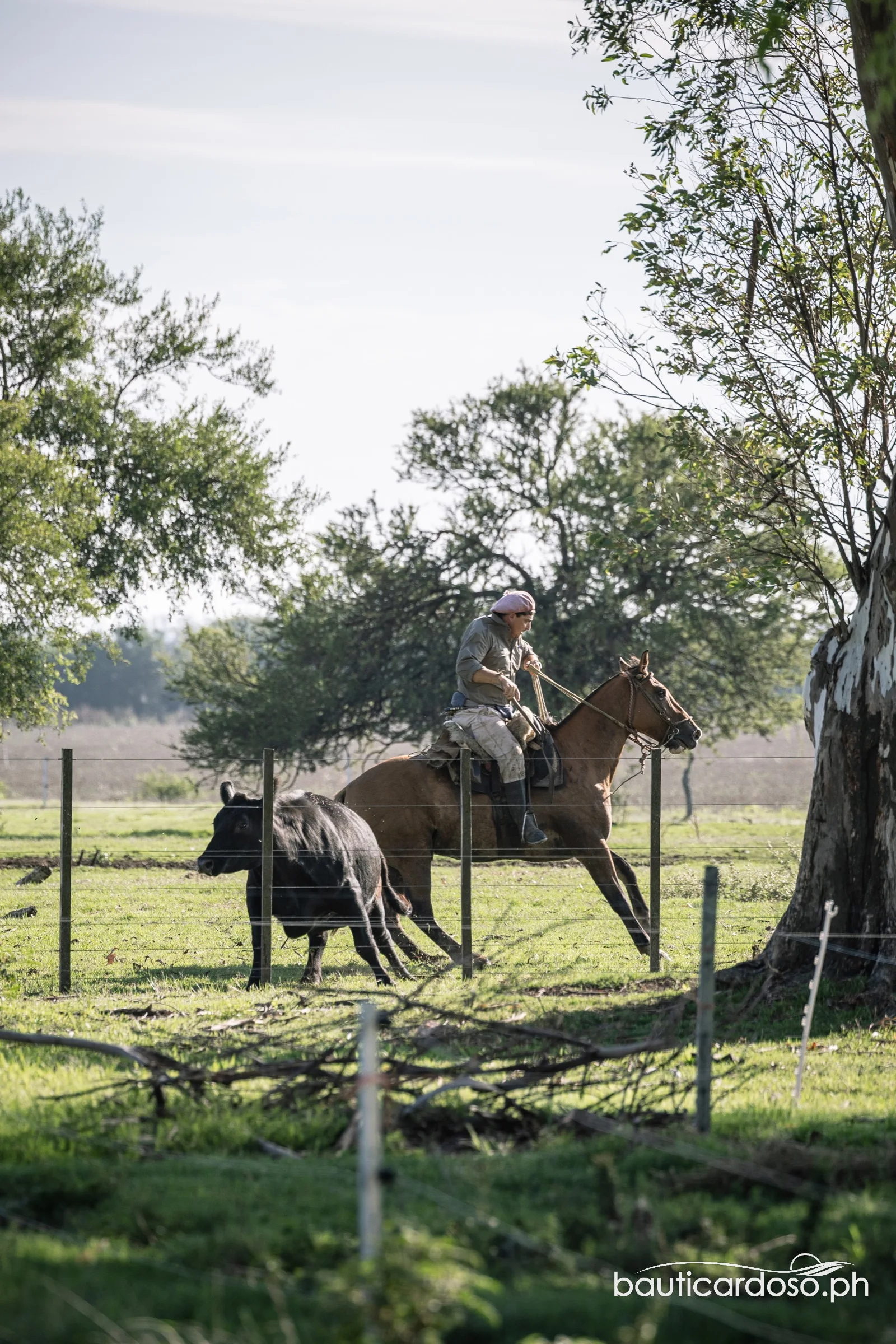 Trabajador rural a caballo arreando ganado en el campo