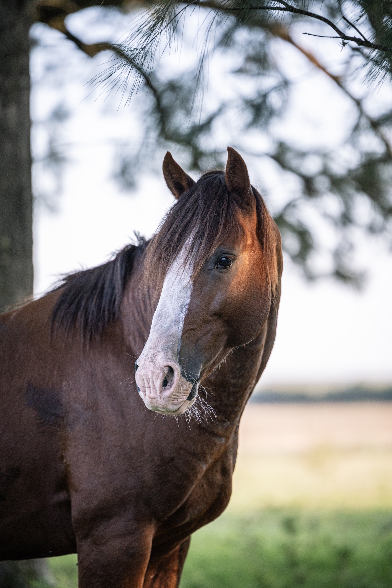 Retrato cercano de un caballo criollo entre árboles