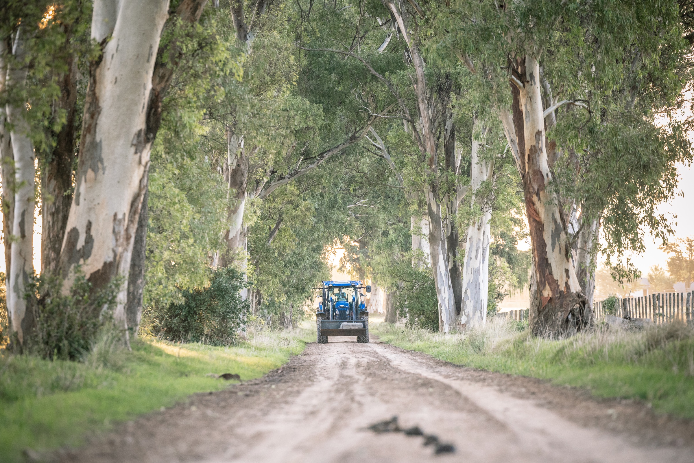 Tractor avanzando por un camino de establecimiento entre eucaliptos