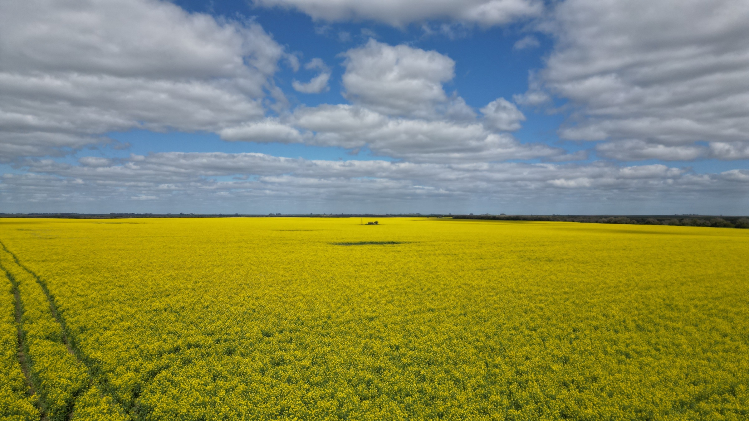 Vista aérea de un cultivo amarillo bajo un cielo con nubes