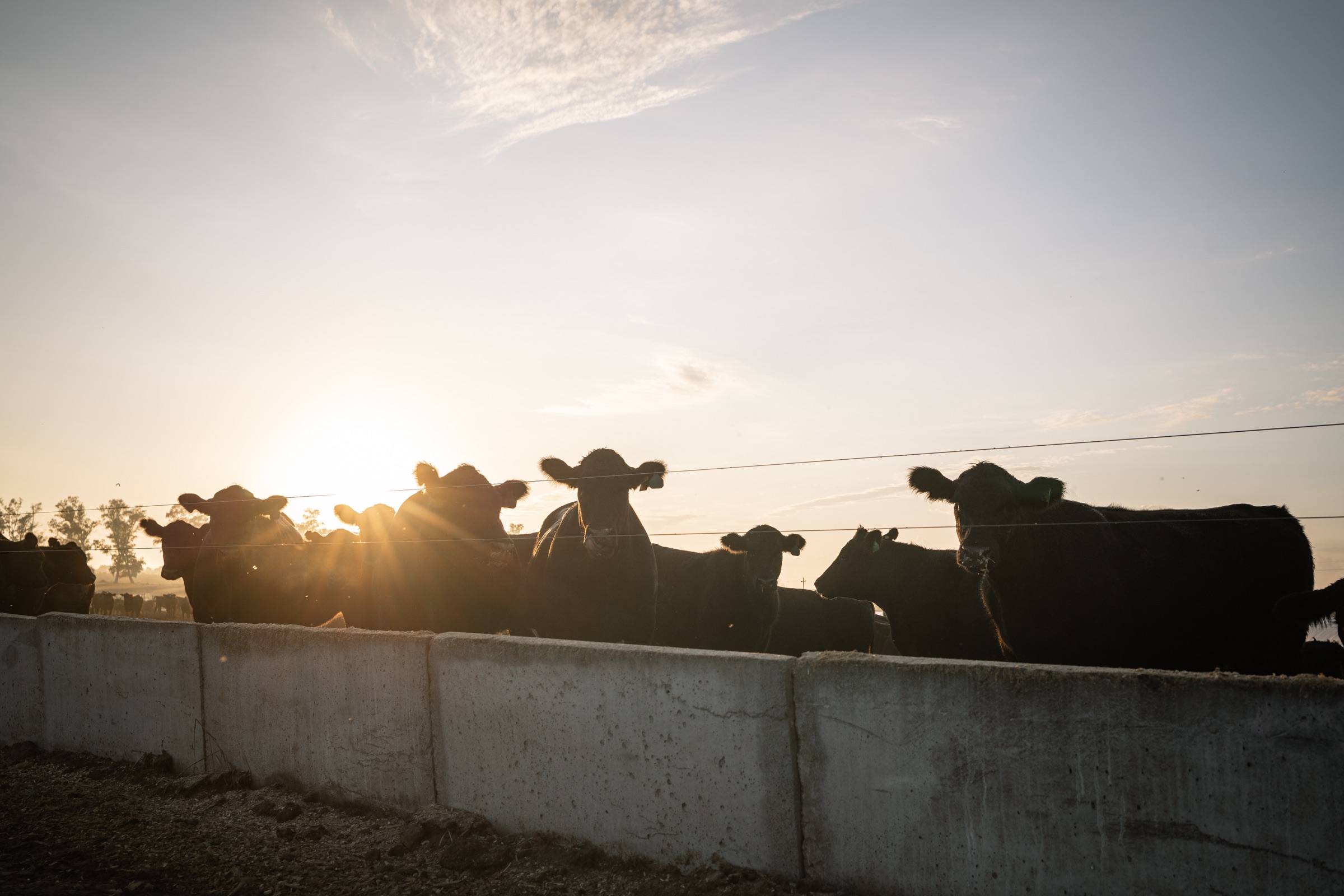Ganado en un corral iluminado por el sol del amanecer