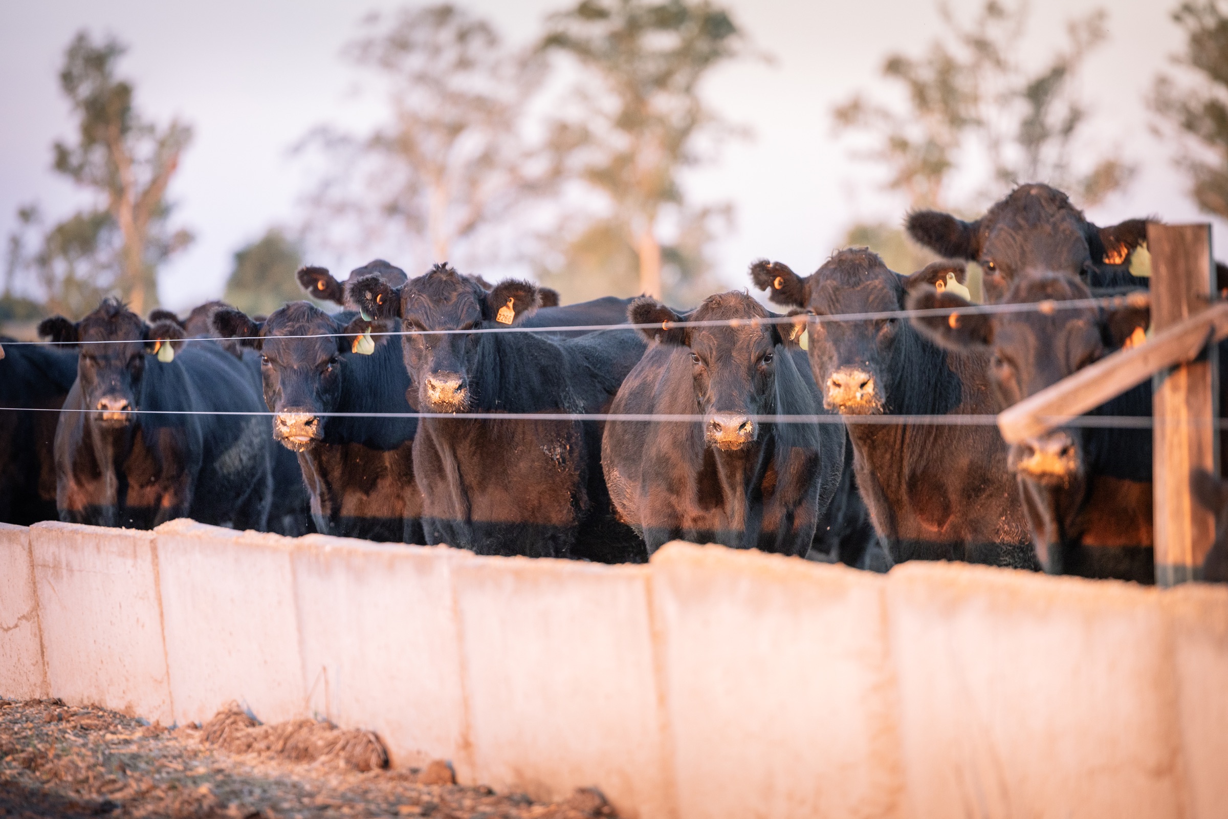 Ganado Angus iluminado por la luz cálida del atardecer