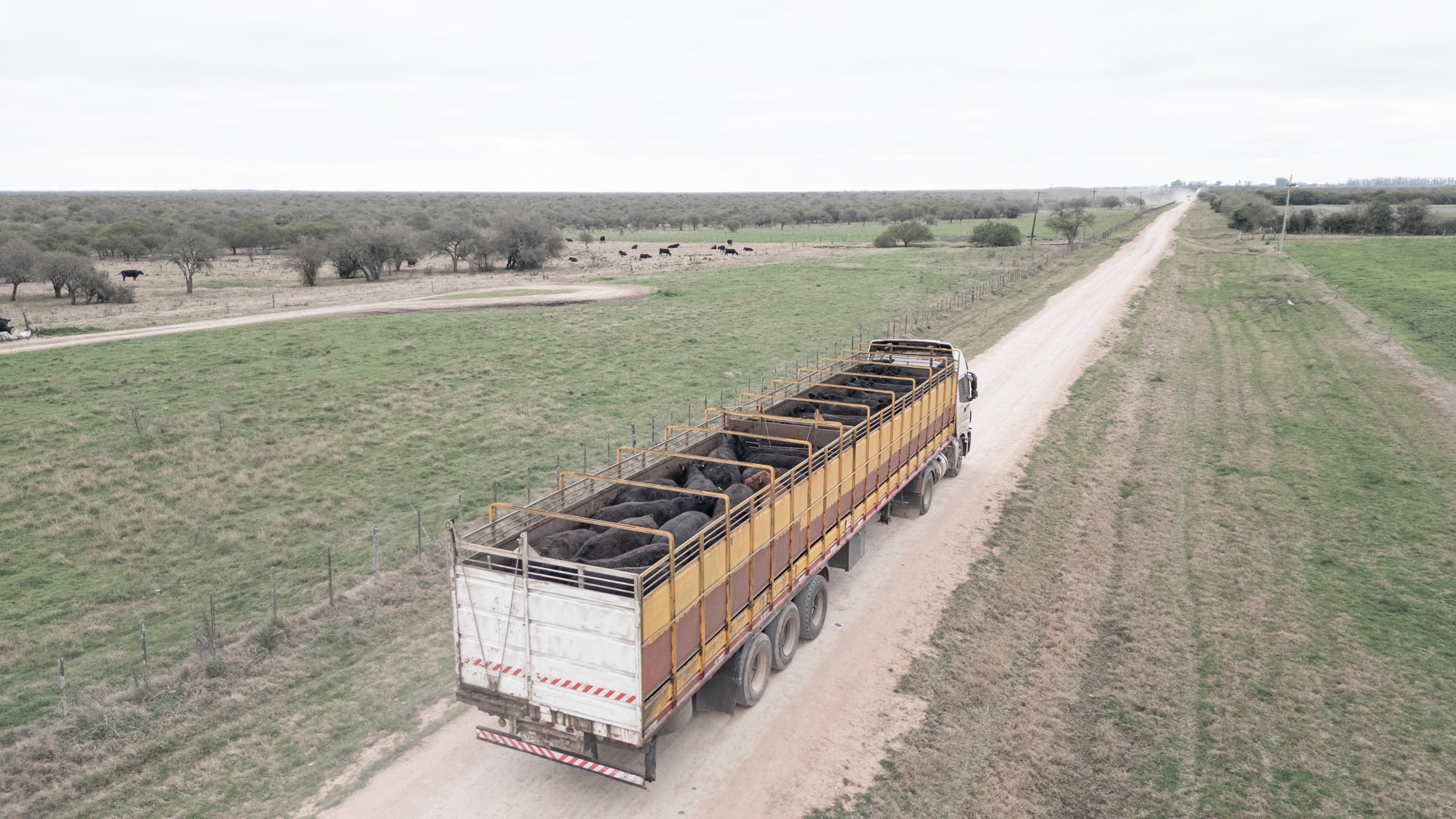 Camión con ganado circulando por un camino rural