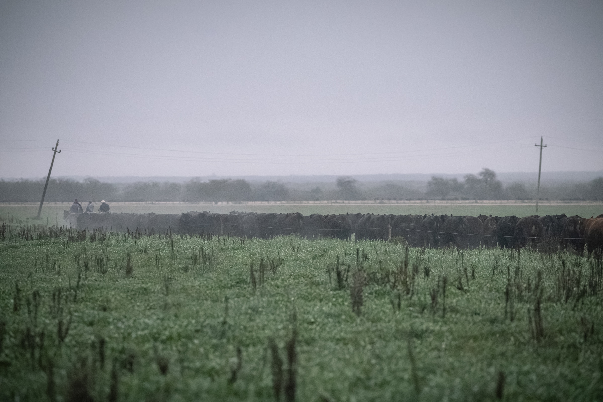 Tropa de ganado avanzando por un campo bajo lluvia y neblina
